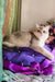 Nadis | british shorthair kitten