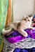Nadis | british shorthair kitten