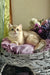 Nadis | british shorthair kitten