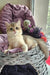 Nadis | british shorthair kitten