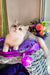 Nadis | british shorthair kitten