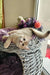 Nadis | british shorthair kitten