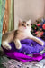 Nadis | british shorthair kitten