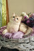 Nadis | british shorthair kitten
