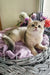 Nadis | british shorthair kitten