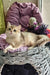 Nadis | british shorthair kitten