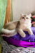 Nadis | british shorthair kitten