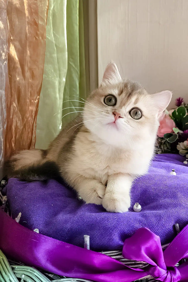Nadis | british shorthair kitten