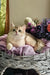 Nadis | british shorthair kitten