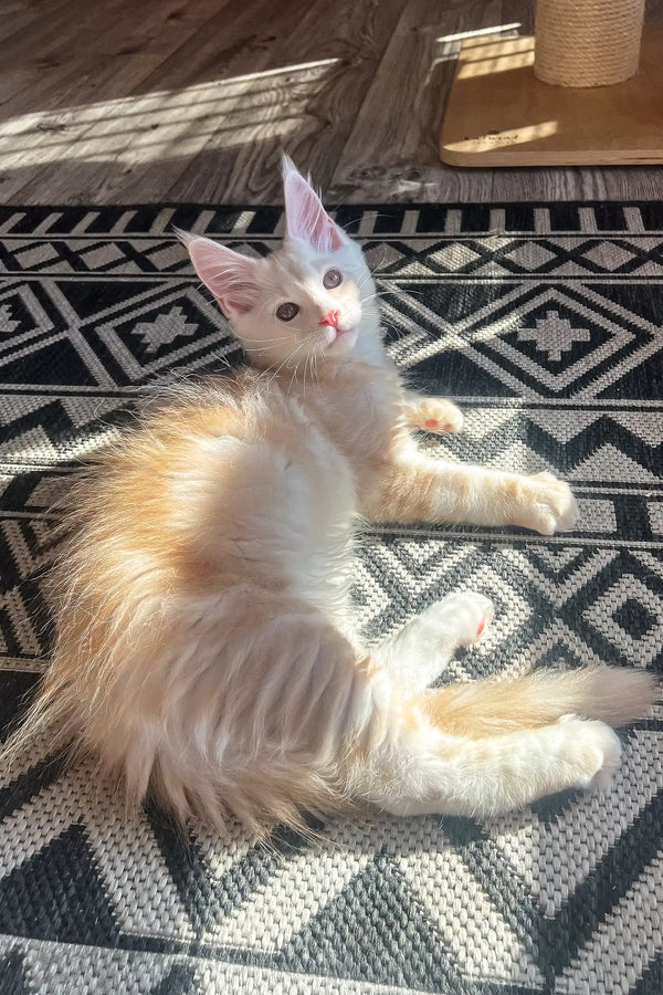 Nais | maine coon kitten