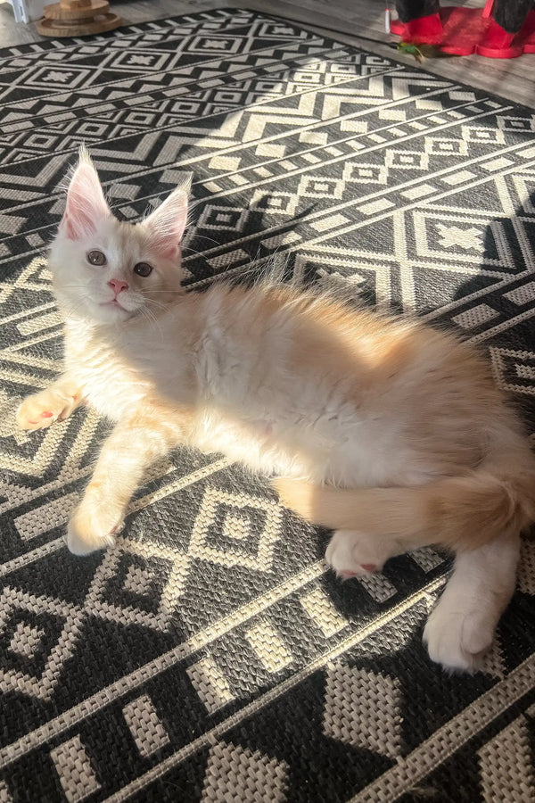Nais | maine coon kitten