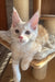 Nais | maine coon kitten