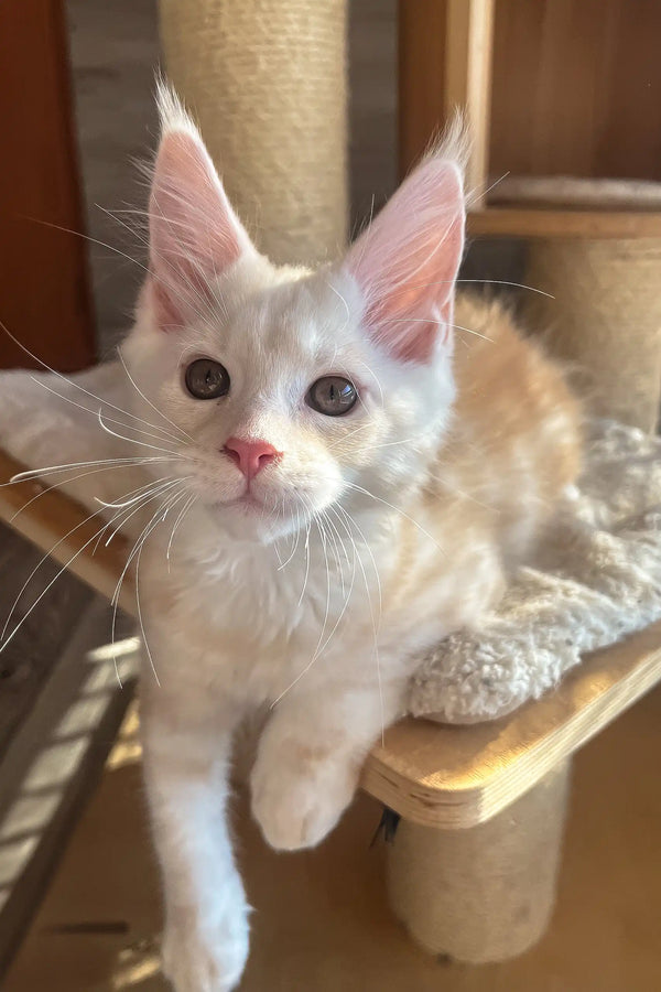 Nais | maine coon kitten