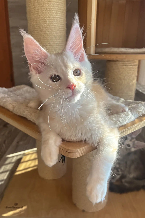 Nais | maine coon kitten