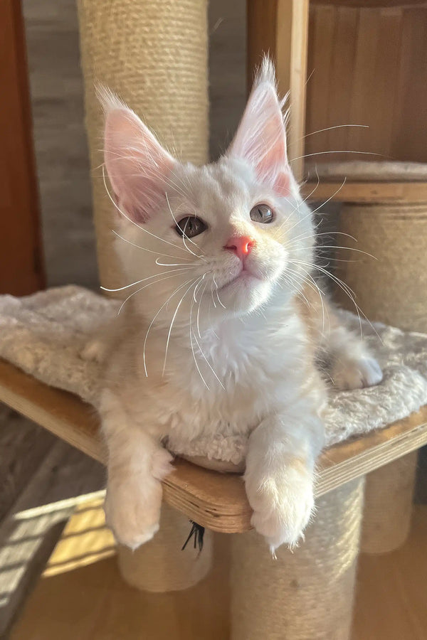 Nais | maine coon kitten