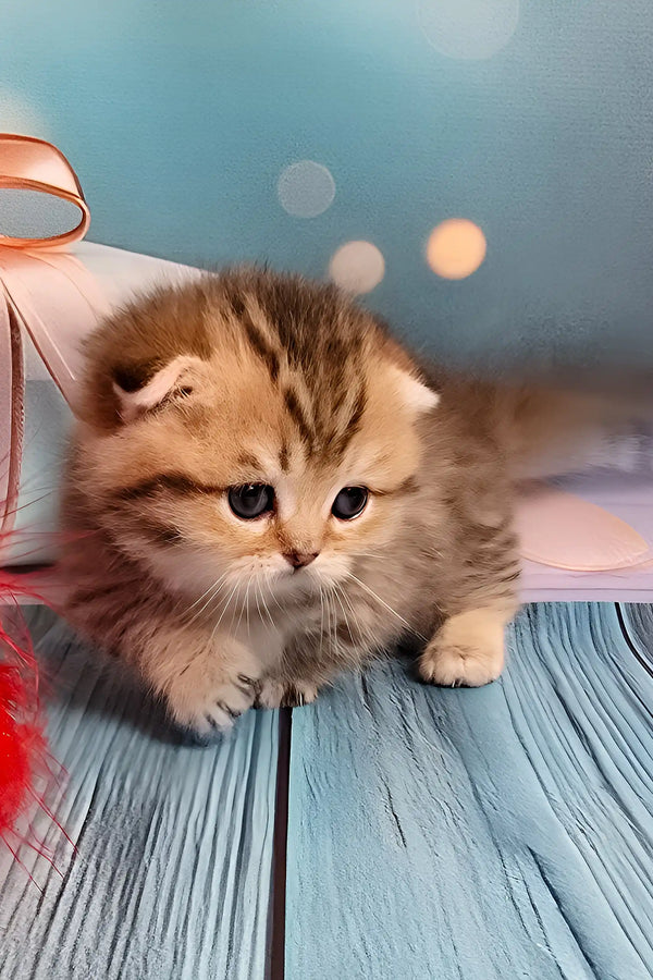 Nala | munchkin kitten