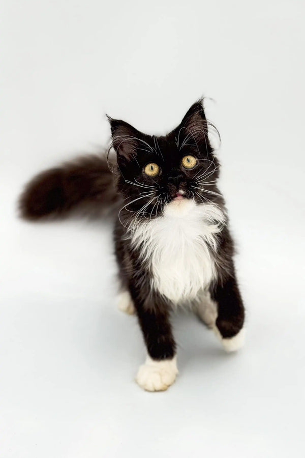 Fluffy black and white Maine Coon kitten named Nana looking adorable