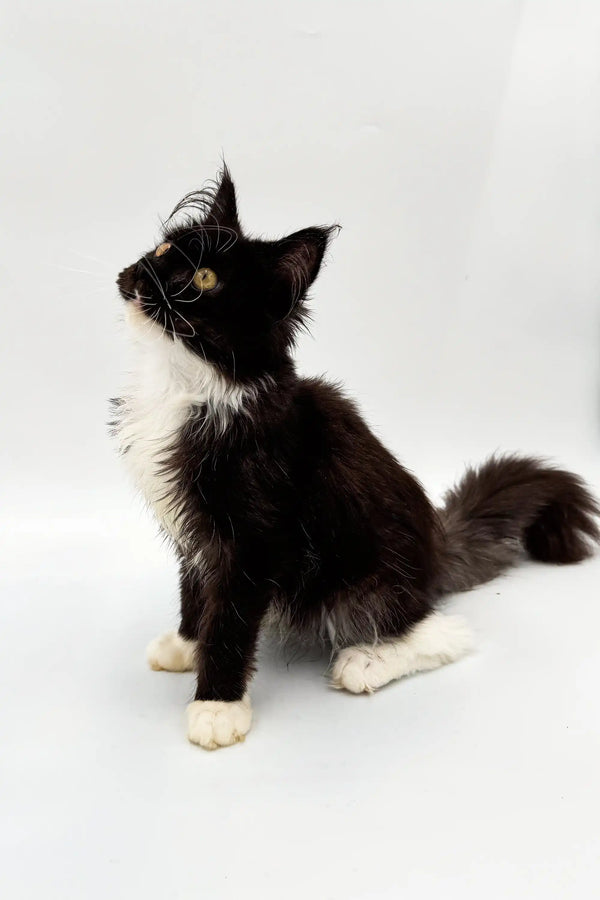 Cute black and white long-haired kitten for sale, named Nana, a Maine Coon cutie