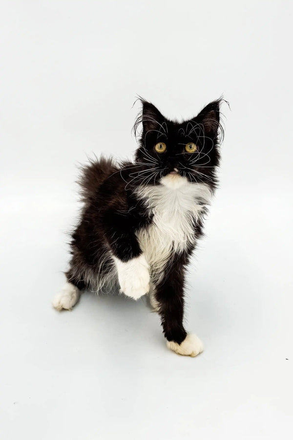 Cute black and white kitten from Nana Maine Coon Kitten collection