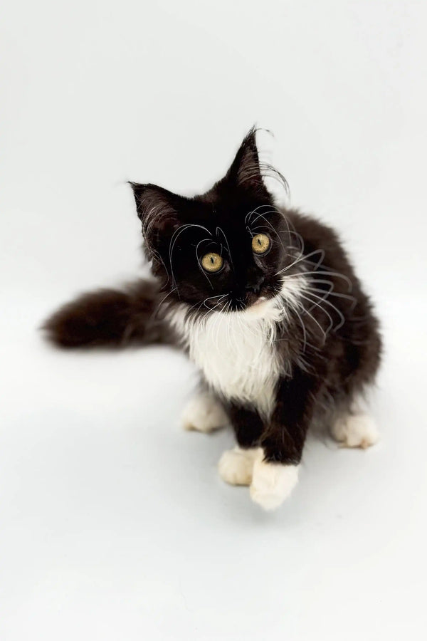 Cute Black and White Maine Coon Kitten named Nana in playful pose