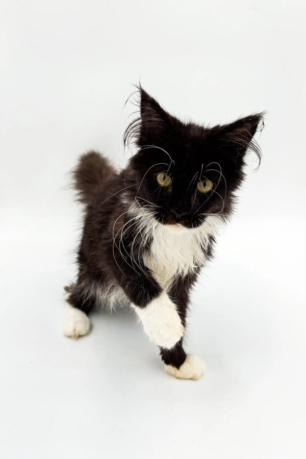 Cute black and white kitten named Nana, a Maine Coon cutie, ready for cuddles
