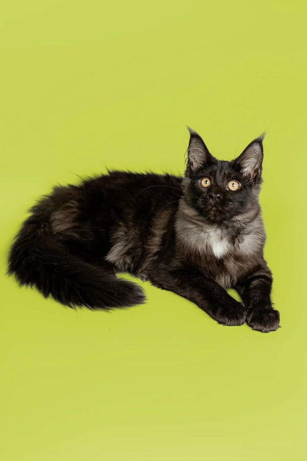 Black Maine Coon cat with ear tufts lying on its side, perfect for Nana| Maine Coon Kitten