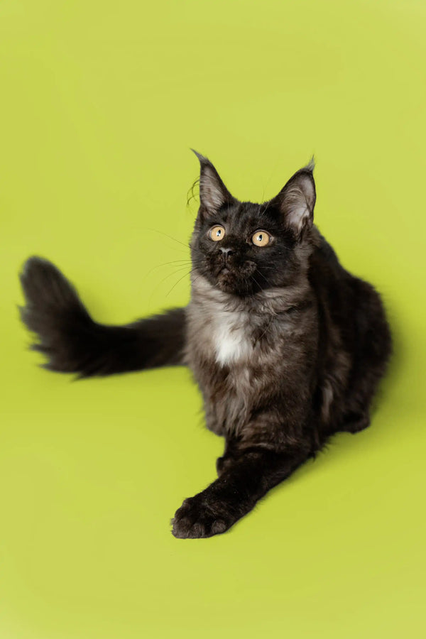 Black and white Maine Coon kitten with alert ears and bright eyes on plain background