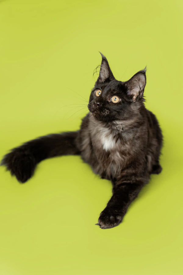 Adorable Maine Coon kitten with green eyes sitting on a bright background