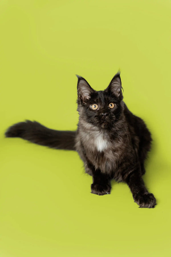 Adorable Black Maine Coon kitten with fluffy fur and alert ears, perfect for cuddles