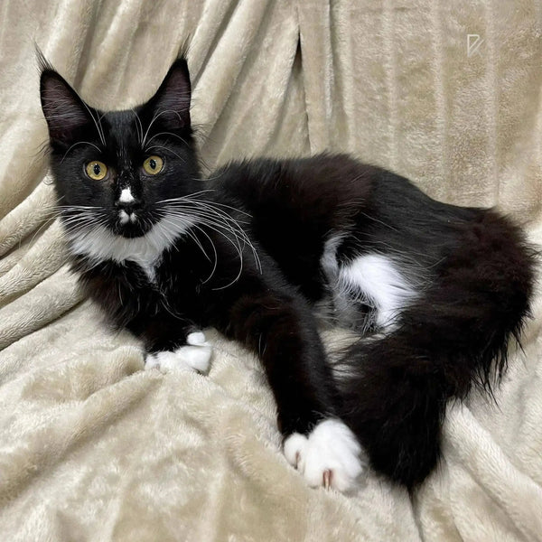 Maine Coon kitten with bright yellow eyes lounging on fabric