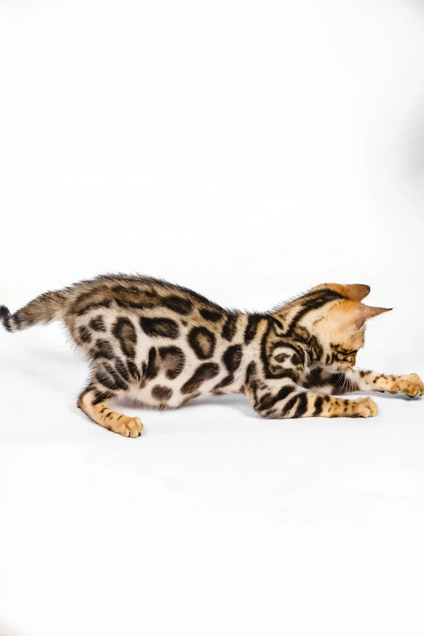 Nancy | bengal kitten