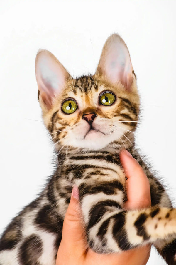 Nancy | bengal kitten