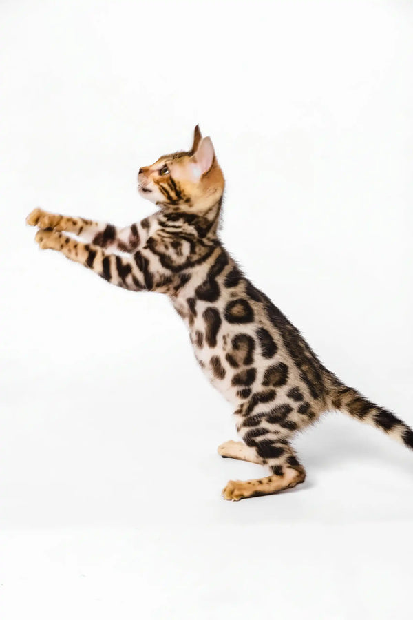 Nancy | bengal kitten