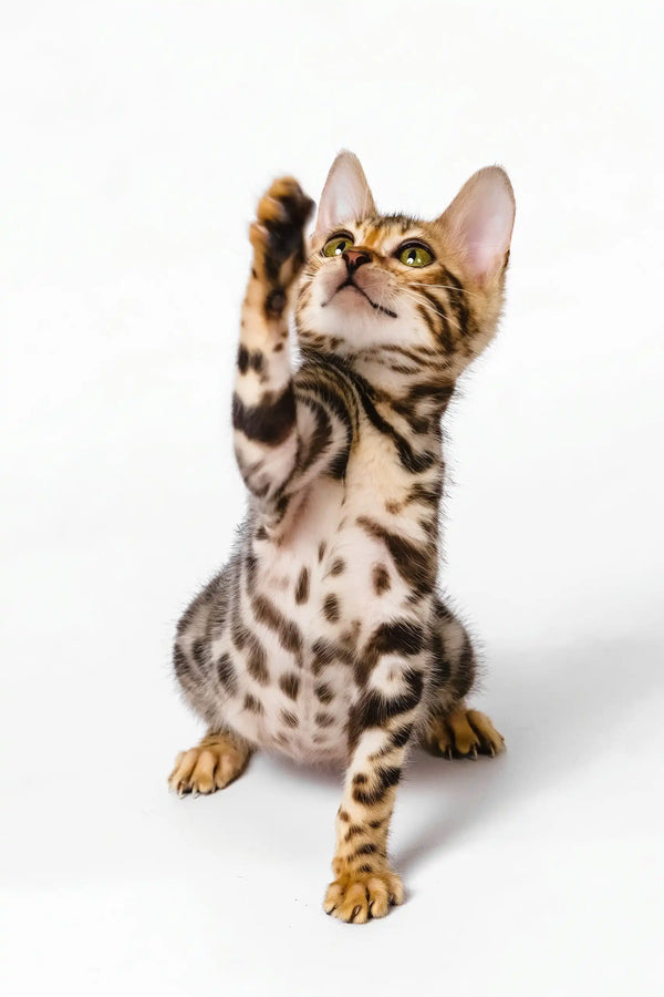 Nancy | bengal kitten