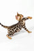 Nancy | bengal kitten