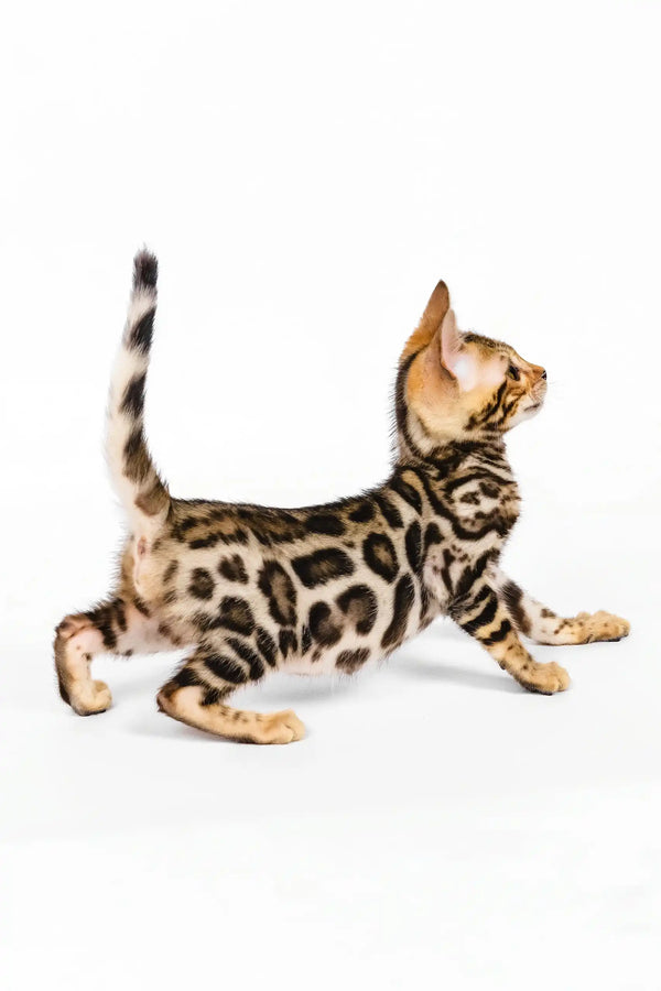 Nancy | bengal kitten