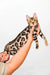 Nancy | bengal kitten