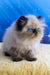 Nancy | persian kitten