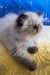 Nancy | persian kitten