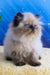Nancy | persian kitten