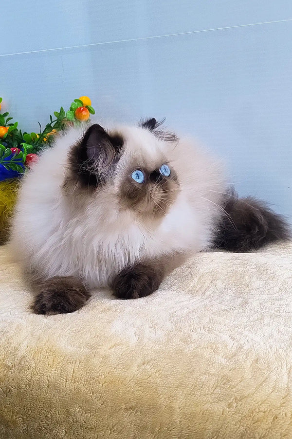 Nancy | persian kitten