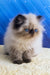 Nancy | persian kitten