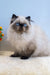 Nancy | persian kitten