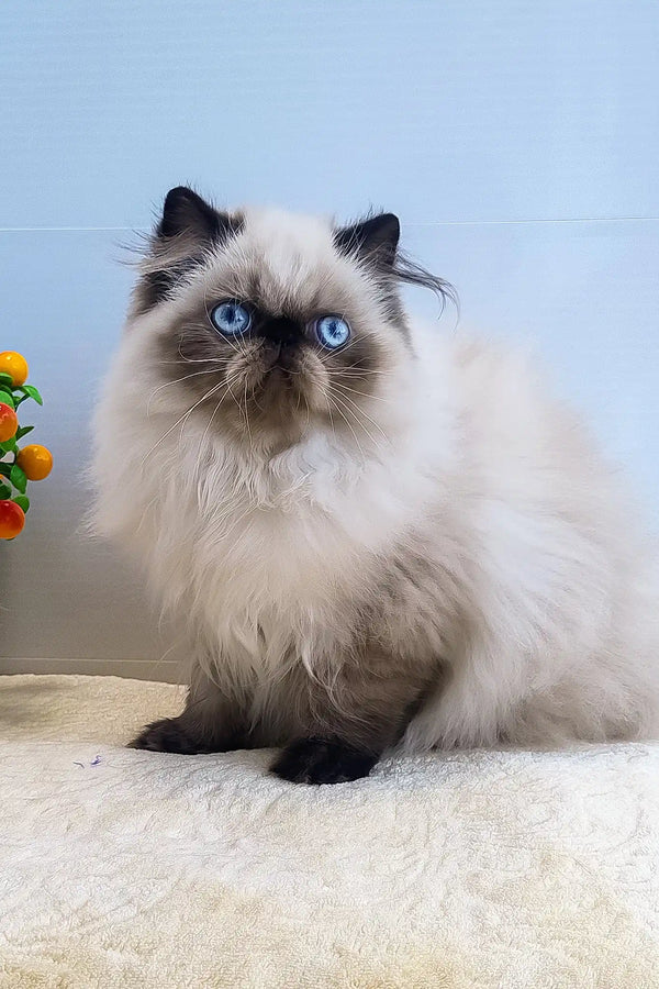 Nancy | persian kitten