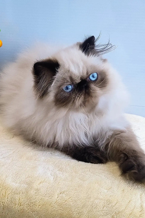 Nancy | persian kitten