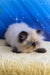 Nancy | persian kitten