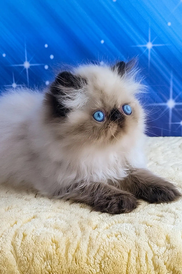 Nancy | persian kitten