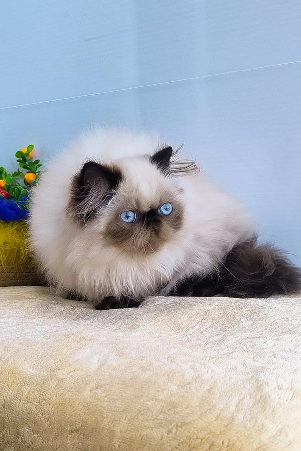 Nancy | persian kitten