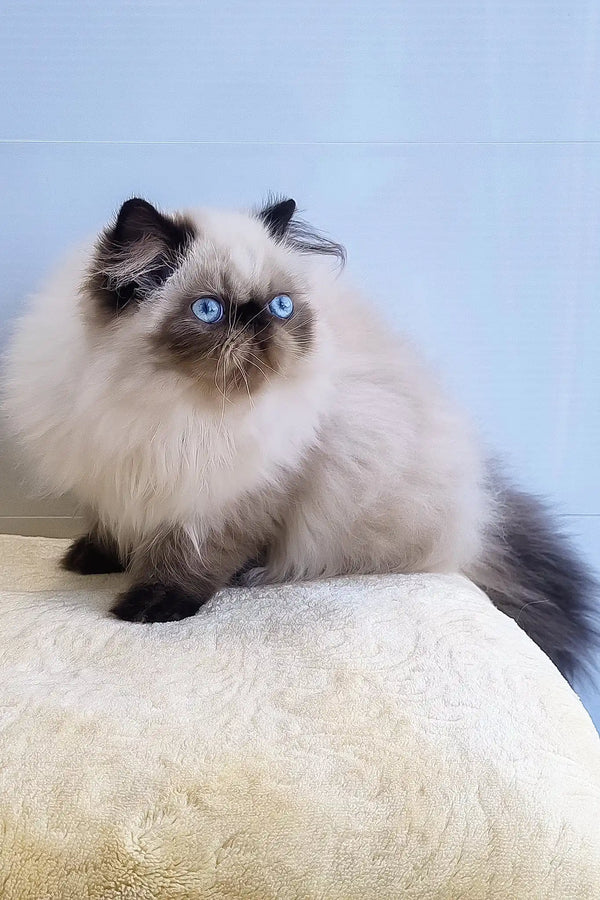 Nancy | persian kitten