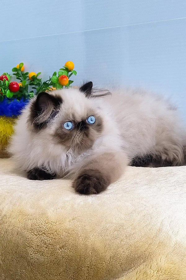 Nancy | persian kitten